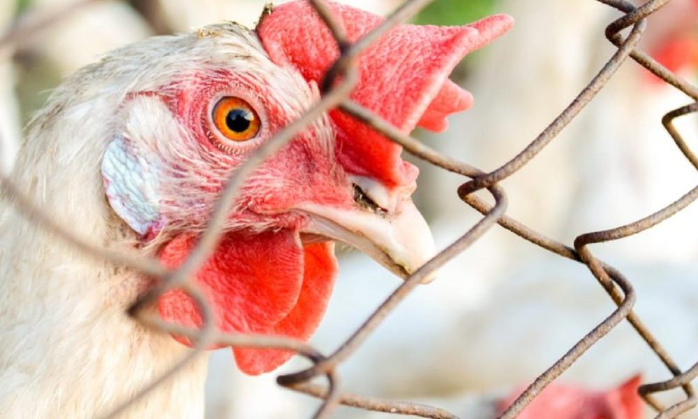 Sete casos de doenças respiratórias em aves são investigados no país